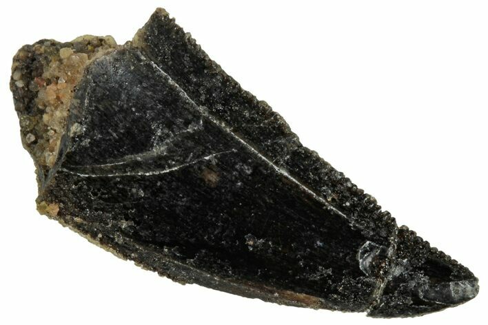 Serrated, Raptor Tooth - Real Dinosaur Tooth #269126